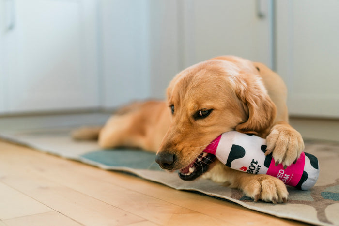 Dog playing with a Cabot Creamery x Play Whipped Cream Crinkler dog toy on a wooden floor bitting the top pink cap