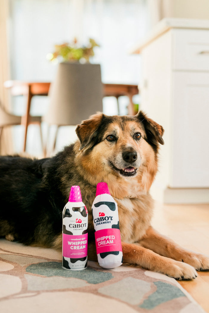 Dog lying on a rug with Cabot Creamery x Play Whipped Cream Crinkler dog toy and the actual Cabot Creamery Whipped Cream Can bottle in front of it.