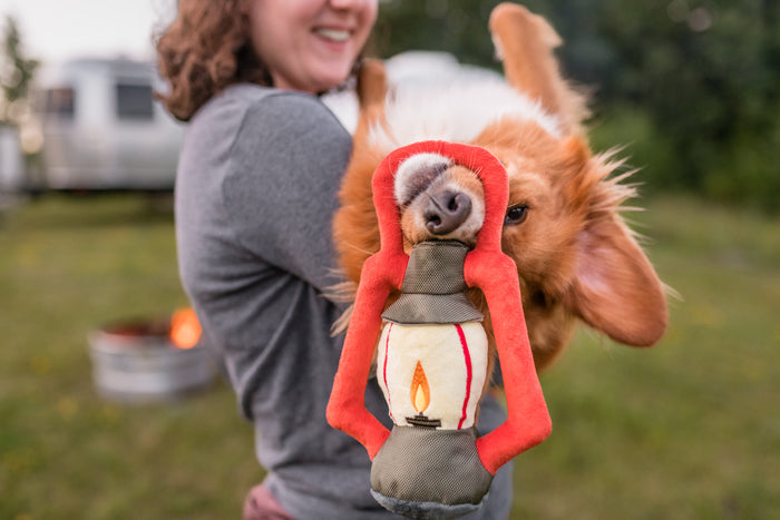 Camp Corbin Collection Pack Leader Lantern Toy by P.L.A.Y. hanging from an upside down Corgi's snout being held by dog mom outdoors