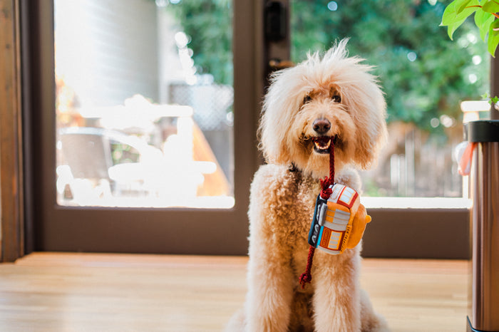 P.L.A.Y. Canine Commute San Pup-cisco Cable Car - toy hanging from golden doodles mouth from one of the rope tracks in front of sliding door