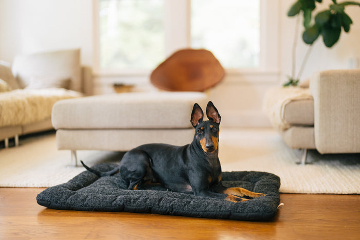 P.L.A.Y. Canyon Series Chill Pad - Nightfall lifestyle image with black min pin laying on the mat in front of a beige styled living room
