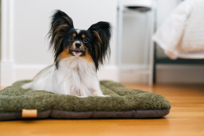 P.L.A.Y. Canyon Series Chill Pad - Sagebrush lifestyle image with fluffy little pup laying on it starring at you with curious look