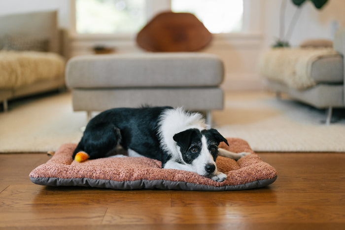 P.L.A.Y. Canyon Series Chill Pad - Terracotta lifestyle image with black and white dog laying on the mat with head down in front of a beige styled living room