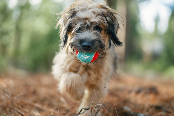 P.L.A.Y. Dog Tennis Ball - dog running with ball in mouth