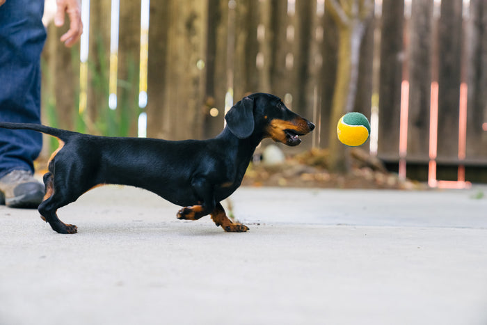 P.L.A.Y. Dog Tennis Ball - dog chasing after ball