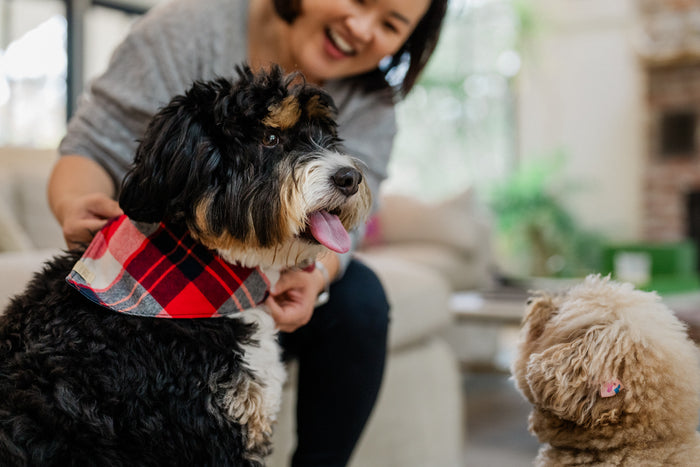 The Adventurer Bandana by P.L.A.Y. - showing red and white plaid