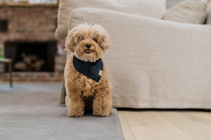 The Adventurer Bandana by P.L.A.Y. - denim with dark stars on fluffy little in living room
