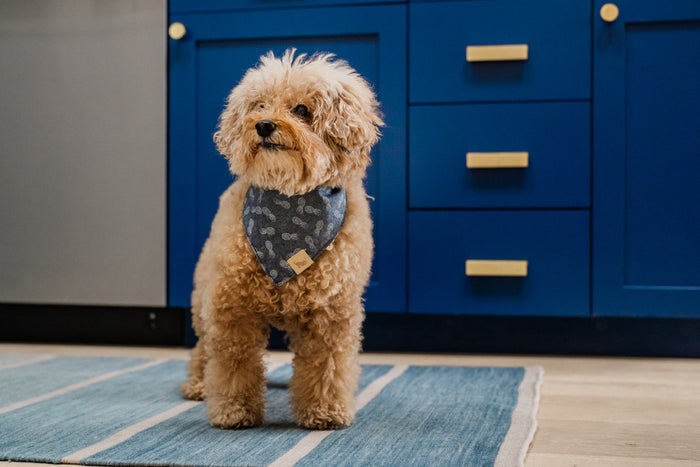 The Entertainer Bandana by P.L.A.Y. - fluffy dog modeling the pinapple print bandana