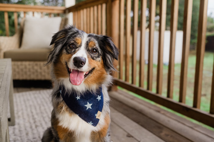 The Rockstar Bandana by P.L.A.Y. - on pretty shaggy dog smiling at camera on deck