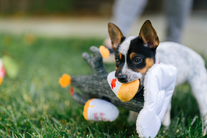 P.L.A.Y. x Earth Rated Montreal Munchies Collection - Puppy stealing a maple syrup can off the Barking up the Maple Tree toy