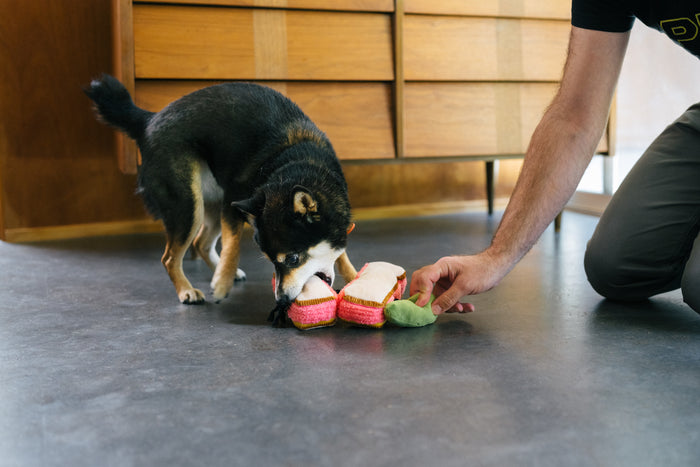 P.L.A.Y. x Earth Rated Montreal Munchies Collection - Dog playing with Montreal Smoked Meat Sandwich