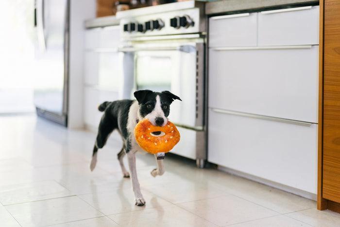 P.L.A.Y. x Earth Rated Montreal Munchies Collection - Montreal Beagle toy in dogs mouth running through kitchen