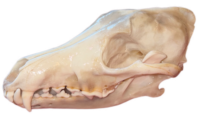 Eastern Coyote Skull – Gloss Finish (One Tooth Missing)