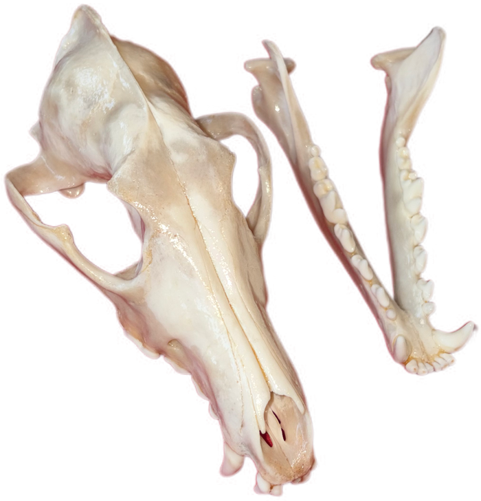 Eastern Coyote Skull – Gloss Finish (One Tooth Missing)