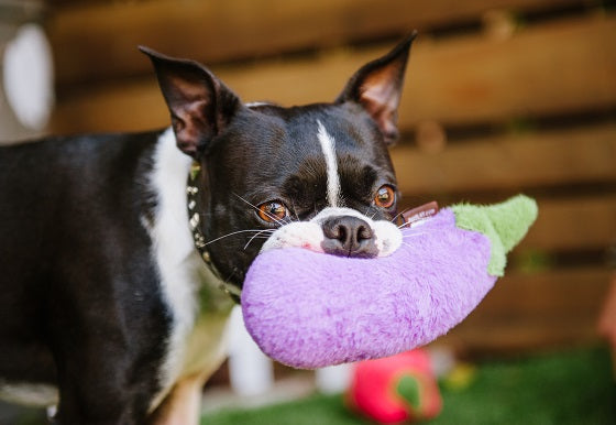 Gallery: Farm Fresh Eggplant Toy PY7024ASF