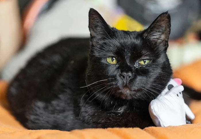 P.L.A.Y. Feline Frenzy Halloween Boo Crew Toy Set - black cat posing with ghost toy on a pumpkin Chill Pad