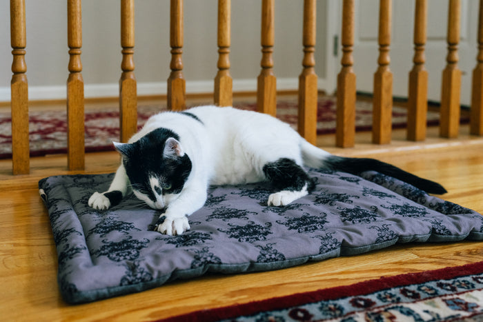 Cat lying on a P.L.A.Y. Feline Frenzy Cat Nap Pad in front of wooden stairs