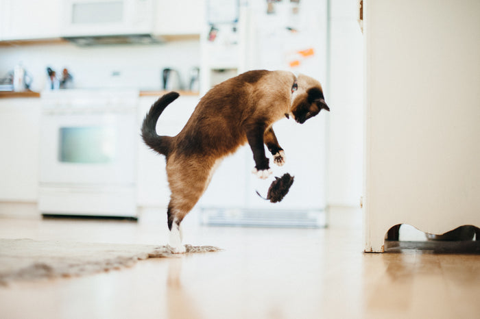 P.L.A.Y. Feline Frenzy Catch a Meowse Toy Set  - cat jumping into air trying to catch the falling mouse toy in the kitchen