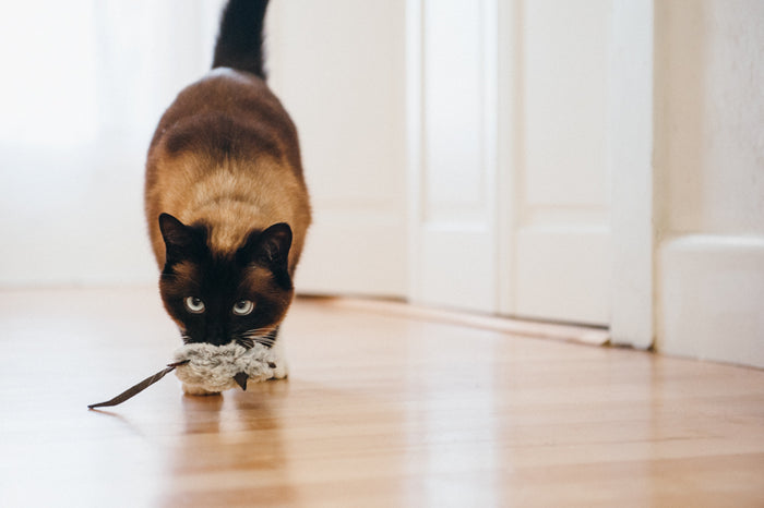 P.L.A.Y. Feline Frenzy Catch a Meowse Toy Set - gray mouse in cat's mouth walking toward the camera on a hardwood floor