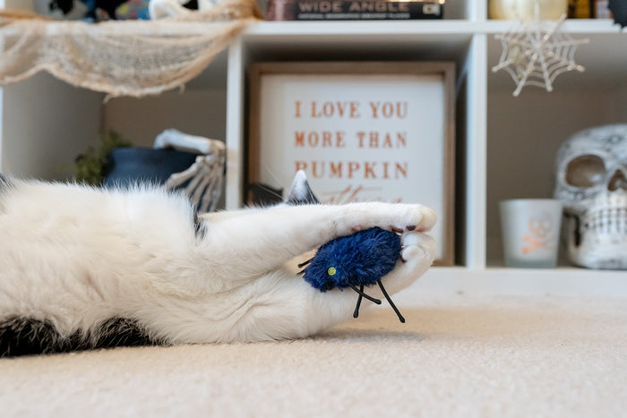 P.L.A.Y. Feline Frenzy Halloween Creepy Critters Toy Set - spider toy in between cat's paws during playtime