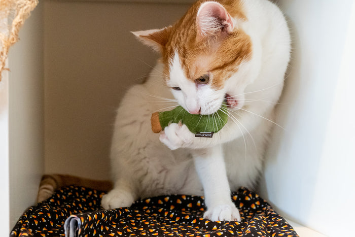 P.L.A.Y. Feline Frenzy Killer Cat Deadly Duo Toy Set - posion bottle toy in cat's mouth in cubby
