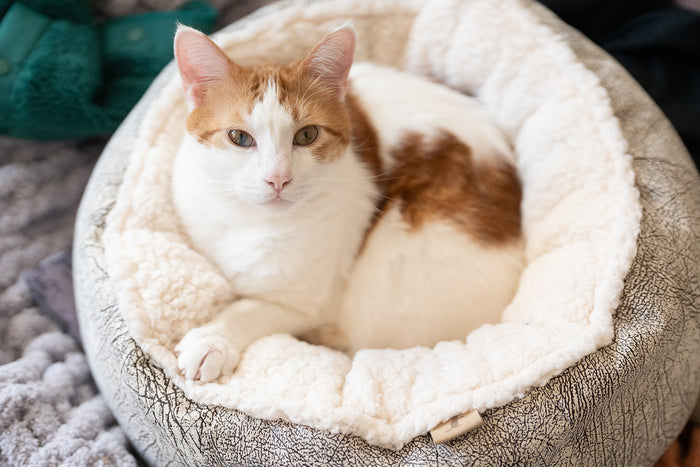 P.L.A.Y. Feline Frenzy Donut Cuddler Bed - Ash Gray Chocolate with ginger cat snuggling inside staring directly at the camera