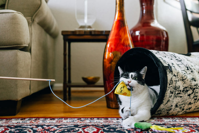 Cat biting the P.L.A.Y. Feline Frenzy Feline Blanc Wand Toy inside a Purr & Pounce Cat Tunnel on a patterned rug.