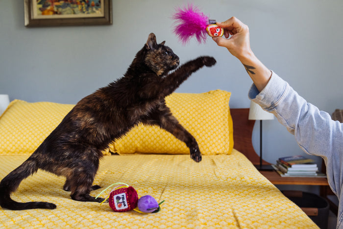 P.L.A.Y. Feline Frenzy Fig N’ Whiskers Toy Set  - A person dangling the fig slice toy with bright pink feathers bursting out of the top above a beautiful cat's head, while the cat tries to paw it, on a yellow bed.