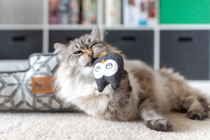 P.L.A.Y. Feline Frenzy Hooti-ful Owls Toy Set - lifestyle image with the doopy tweed owl being  bit by a fluffy kitty in front of a bed and bookcase