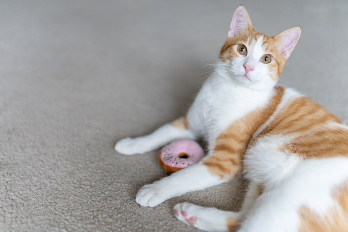 P.L.A.Y. Feline Frenzy Kitty Kreme Donuts Toy Set - lifestyle image with orange and white cat looking up from ground with pink donut between its front paws