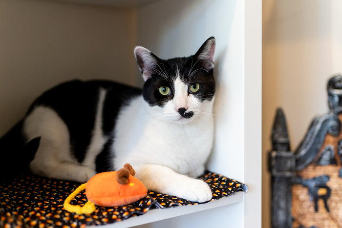 P.L.A.Y. Feline Frenzy Halloween Menacing Mice Toy Set - orange mouse sittng next to black and white cat in a cubby