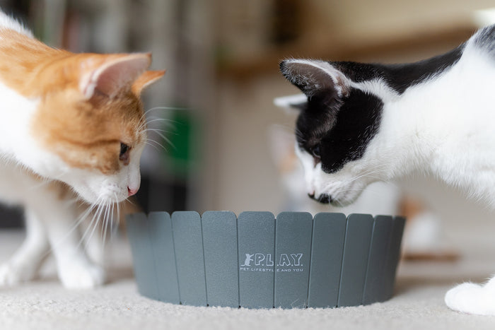 Feline Frenzy Peek-a-boo Mouse Interactive Cat Toy side view on carpet with two cats staring down into it