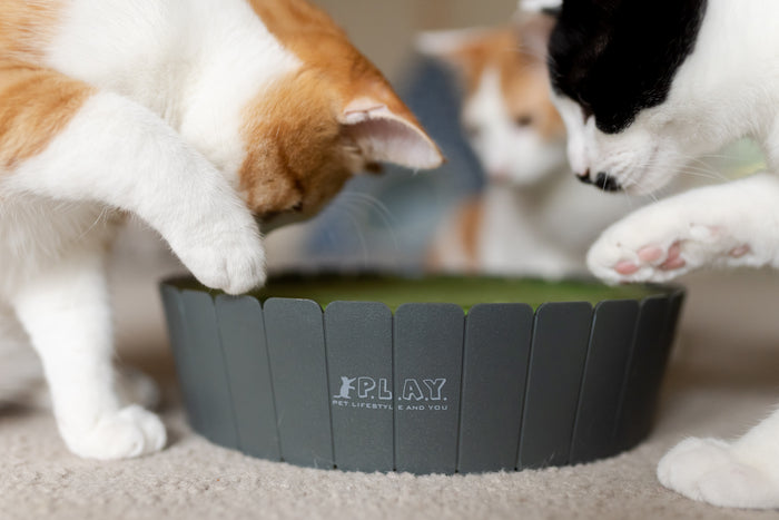 Feline Frenzy Peek-a-boo Mouse Interactive Cat Toy side view on cream carpet with two cats looking down with paws up ready to catch the mouse