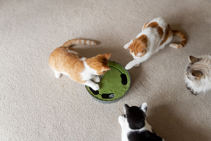 Feline Frenzy Peek-a-boo Mouse Interactive Cat Toy on cream carpet shot from the top with four cats surrounding it to play