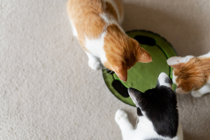 Feline Frenzy Peek-a-boo Mouse Interactive Cat Toy top view on cream carpet with three cats playing