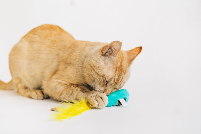 Cat playing and nuzzling the P.L.A.Y. Feline Frenzy Pop, Fizz, Meow champagne bottle on a white background