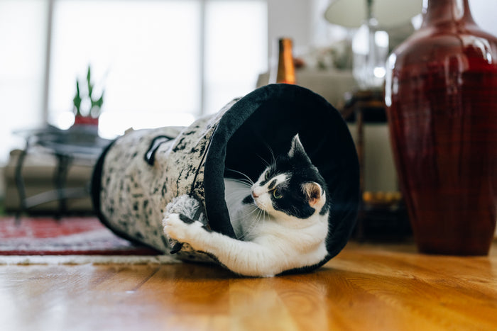 A black-and-white cat lies inside a Feline Frenzy Purr & Pounce Cat Tunnel toy in Black Celestial print on a wooden floor in a living room setting, pawing at the hanging mouse toy.