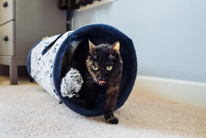 A little dark senior cat with yellow eyes and tongue out, walking out of the Feline Frenzy Purr & Pounce Cat Tunnel toy in Navy Blue Celestial print on a beige carpeted floor in a home setting.