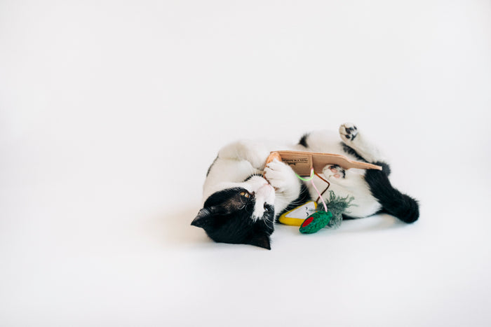 Black and white cat playing with P.L.A.Y. Feline Frenzy Purrfect Pairings Toy Set on its back on a white background