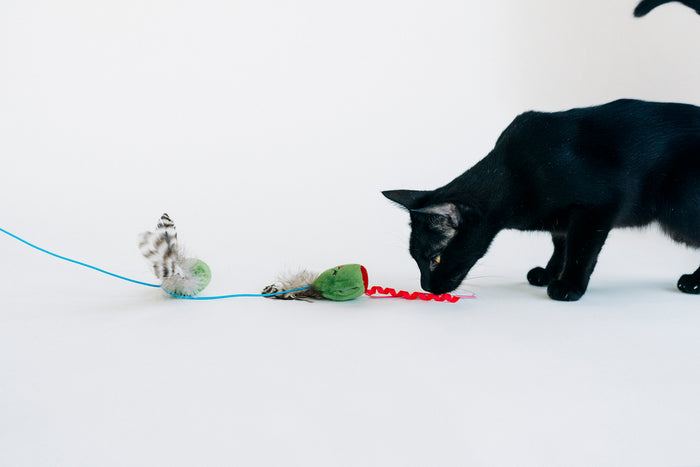 Black cat sniffing the P.L.A.Y. Feline Frenzy Purrfectly Pitted Wand Toy on a white background