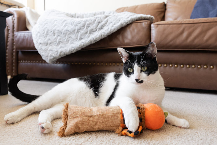 P.L.A.Y. Feline Frenzy Halloween Kicker Toy - Scaredy Crow underneath paw of black and white kitten laying in living room