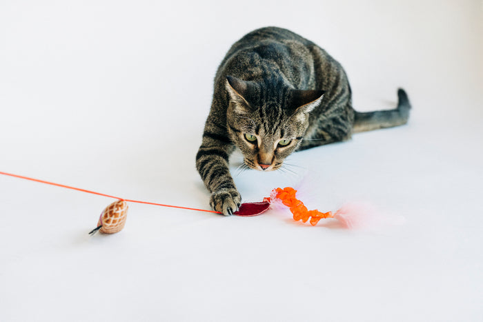 Cat playing with P.L.A.Y. Feline Frenzy Swatlami Wand Toy on a white background