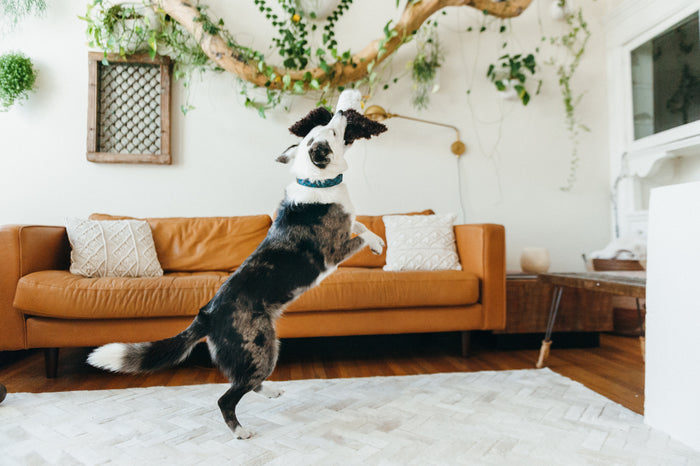 P.L.A.Y. Fetching Flock Edgar the Eagle Toy - in dog's mouth leaping into the air in living room