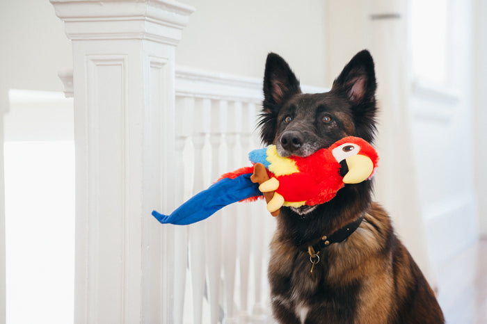P.L.A.Y. Fetching Flock Paula the Parrot Toy - inside a German Shepard's mouth in front of the staircase