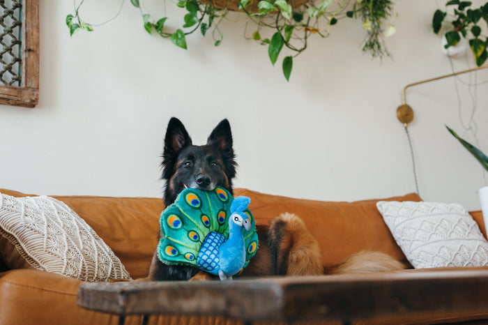 P.L.A.Y. Fetching Flock Percy the Peacock Toy - dangling from German Shepard's mouth laying on the couch