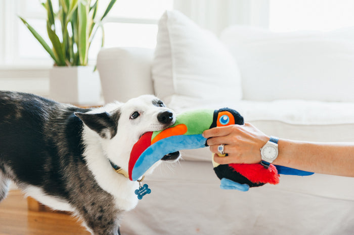 P.L.A.Y. Fetching Flock Tito the Toucan Toy - black and white dog biting the beak while dog mom holds onto the body