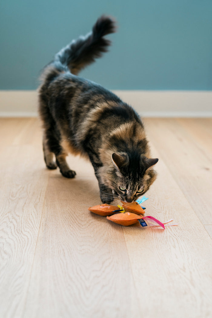 A cat standing and playing with a Fog City Pet x Feline Frenzy Fortune Whiskers toys on a wooden floor