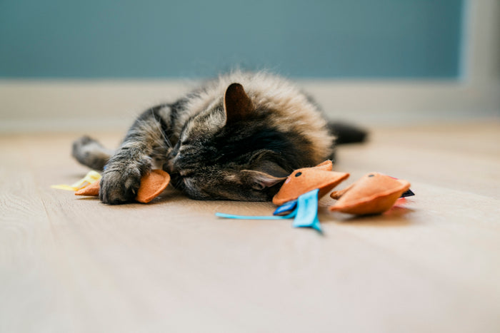 A cat playing with Fog City Pet x Feline Frenzy Fortune Whiskers toys on a wooden floor