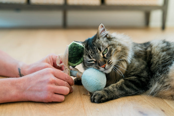 Cat playing with the Fog City Pet x Feline Frenzy Matcha Meows toy set on a wooden floor with their human holding the toys
