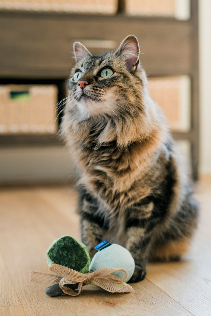 Cat sitting with Fog City Pet x Feline Frenzy Matcha Meows toy set in front of its paws on a wooden floor